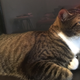 Image for article titled Does My Cat Look Fucked Up to You?